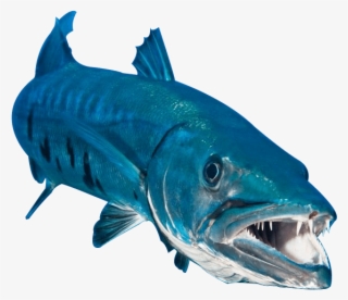 Barracuda Png