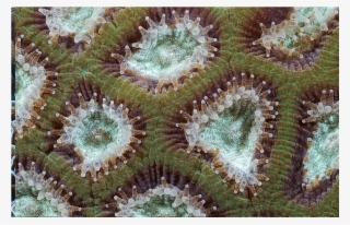 Cells