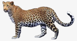 Leopard Png Free Download - Leopard Png