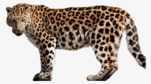 Leopard Png Image Stock - Cafepress Leopard Iphone 7 Tough Case