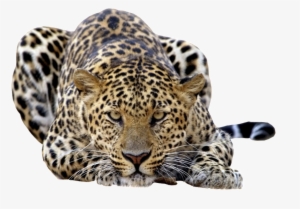 Leopard Png Files - Cool Pictures Of Leopards