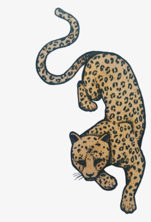 Leopard - African Leopard