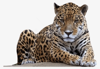 Hq Png Images Pluspng Jpg Freeuse Stock - Leopard Png
