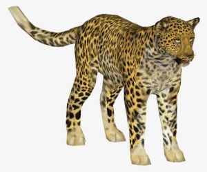 Indian Leopard 3 - Indian Leopard