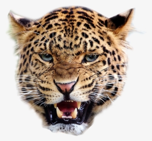 Leopard Transparent Background - Leopard Face Png
