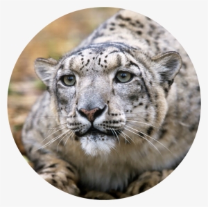 Snow-leopard - Adult Snow Leopards