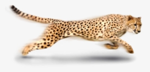 Leopard Png Photo - Cheetah Png
