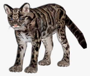 Clouded Leopard Transparents