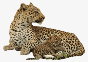 Only 35 Remaining In The Wild, Every Each And Every - Sonai Rupai Wildlife Sanctuary