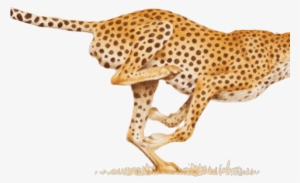 Leopard Png Transparent Images - Hitting Your Stride: Your Work, Your Way