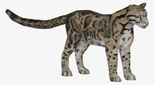 Leopard Clouded - Download Clouded Leopard Zoo Tycoon 2