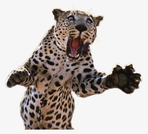 Pouncing Leopard - Jaguar Pouncing