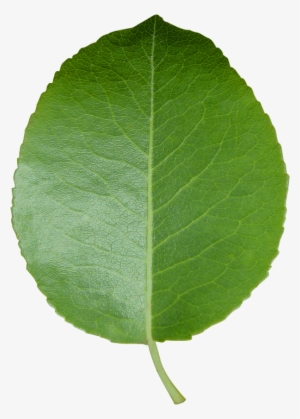Peel N Stick Poster Of Leaf Green Leaf Transparent - Leaf Transparent Background