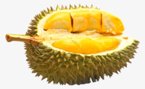 Durian Durian Home - Durian Terenak Di Indonesia