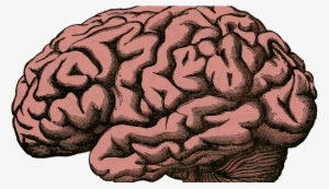 Facial Recognition Requires Brain Tissue Growth