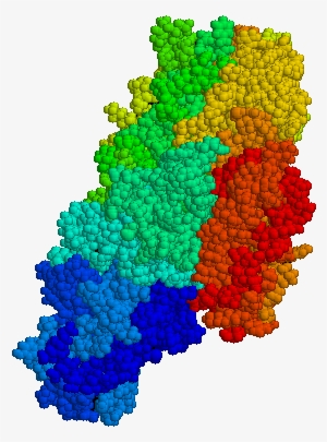 Tissue Transglutaminase - Gliadine Structure