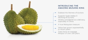 “gua Musang” Literally Means “civet Cave”, Thus Adopting - Logo