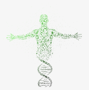 Tissue Biology