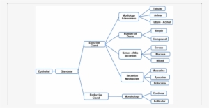 Taxonomy Of The Epithelial Tissue - Epithelium