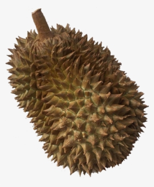 Image Of Durian Memories - Art