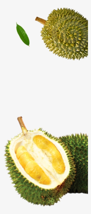 Malaysia Durian - Durian