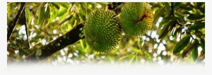 Our Guests Are Also Welcome To Enjoy The Local Fruits - Pokok Buah Buahan