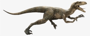 It's No Surprise That One Of The Most Popular Dinosaurs - Jurassic Park Velociraptor