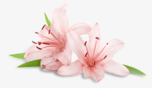 Welcome To - Transparent Spa Flowers Png