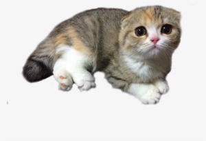 Scottish Fold Cats Png Clip Black And White Library - Scottish Fold Cat Png