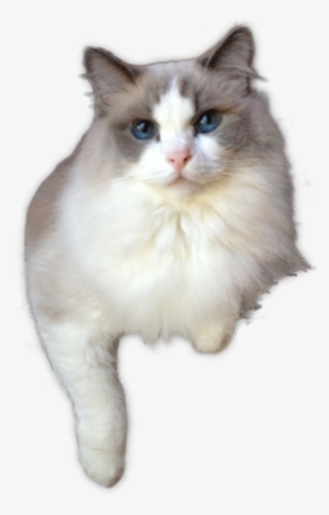 Ragdolls Totally Terrific Ragdoll Kittens In Texas - Transparent Ragdoll Cat