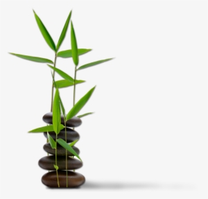 Bamboo Accent - Feng Shui For Dummies