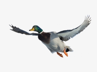 Pato Real