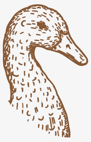 Magret De Pato