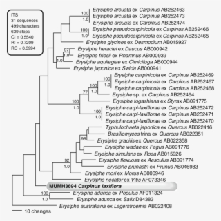 Phylogenetic Analysis Of The Nucleotide Sequences Of