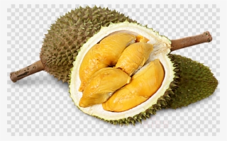 Fruit Flavored Chocolate Clipart Durio Zibethinus Kit