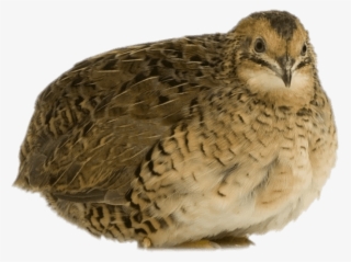 Download Quail Resting Png Images Background