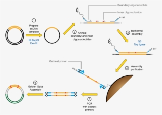 Principles Of Darwin Assembly
