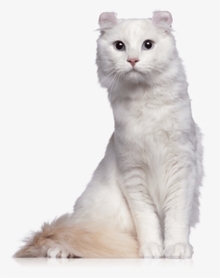 American Curl Transparent
