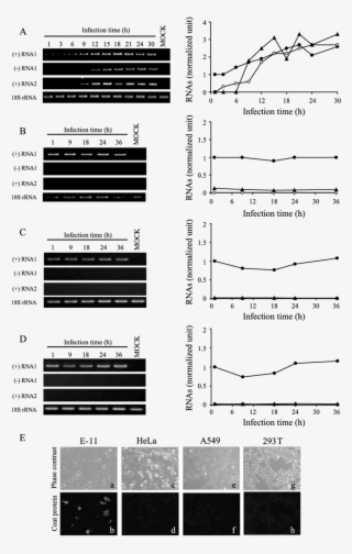 Rgnnv Replication Is Restricted In Human Cells