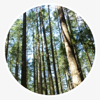 Forest Tree Png