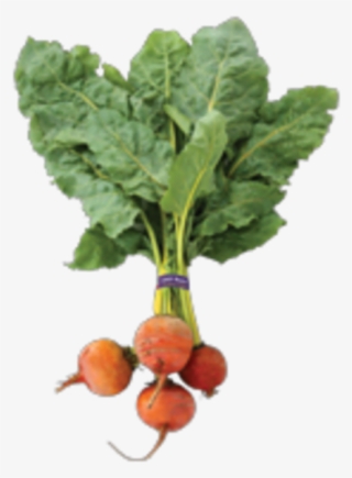 Organic Organic Beets Bunch