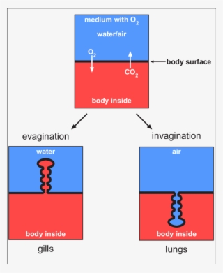 Gas Exchange Can Occur Across The Body Surface Simply