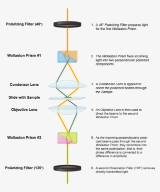 Microscopes - Microbiology