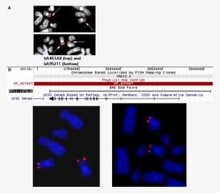 Map Showing The Position Of Bac Clone Rp11-1072j2 ,