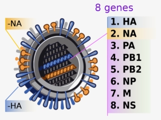 2009 H1n1 Influenza Virus Genetic-num