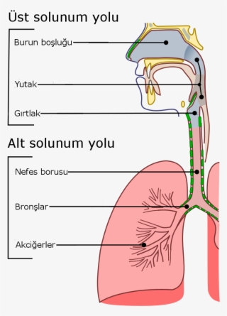 Illu Conducting Passages Tr