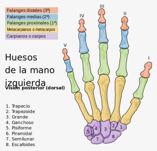 Scheme Human Hand Bones Es Com