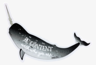 Be Content Narwhal Sticker