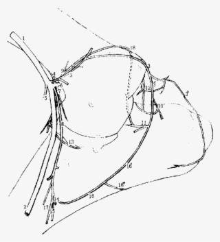 Arterial Blood Supply To The Right Cubital Joint Of