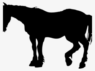 Kuda Png
